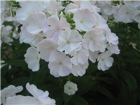 2b37e65d-bijeli phlox.jpg